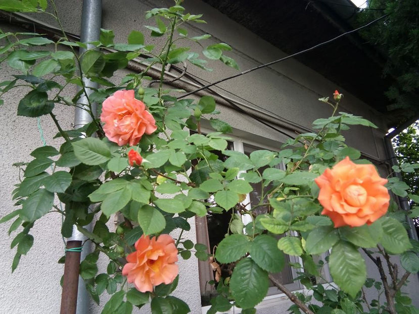  - FLORICELELE MELE - DRAGELE MELE
