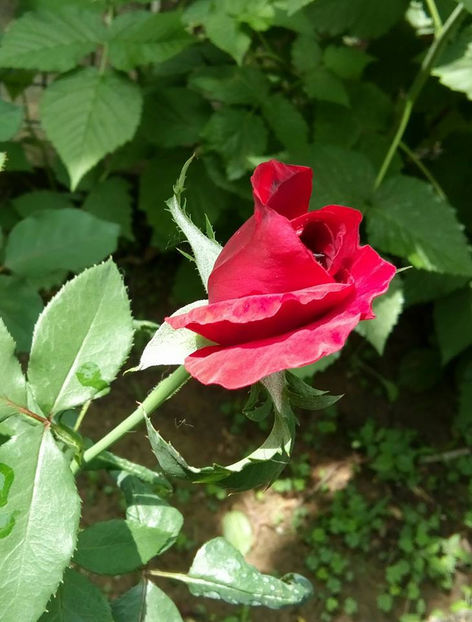  - FLORICELELE MELE - DRAGELE MELE