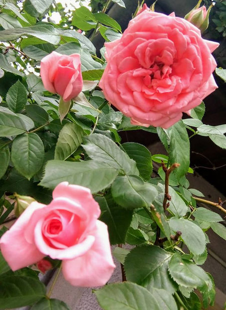  - FLORICELELE MELE - DRAGELE MELE
