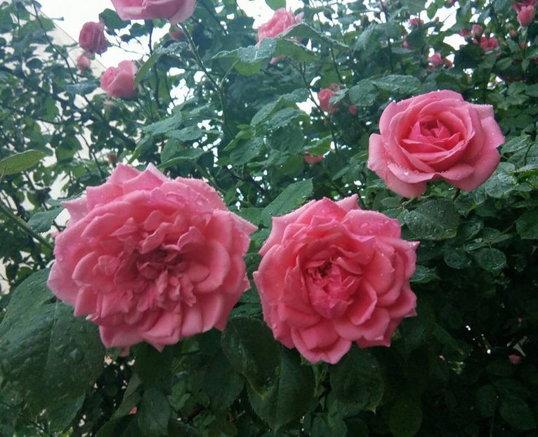  - FLORICELELE MELE - DRAGELE MELE