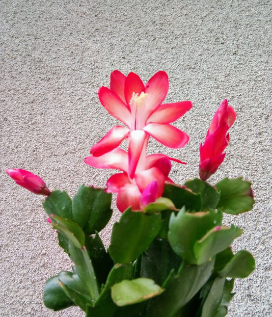  - FLORICELELE MELE - DRAGELE MELE