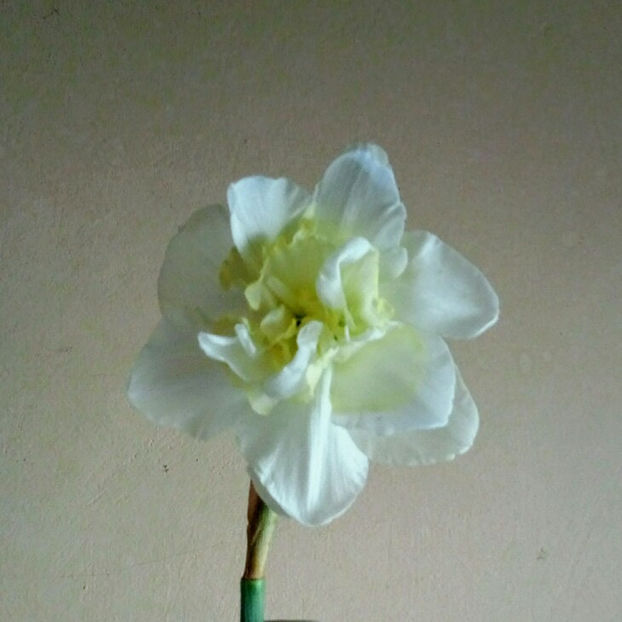 - FLORICELELE MELE - DRAGELE MELE
