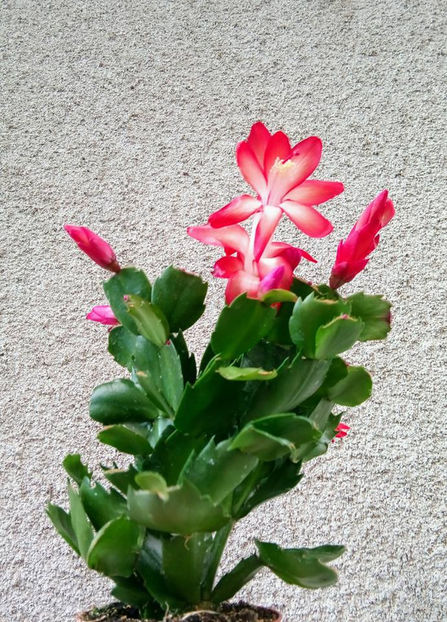  - FLORICELELE MELE - DRAGELE MELE