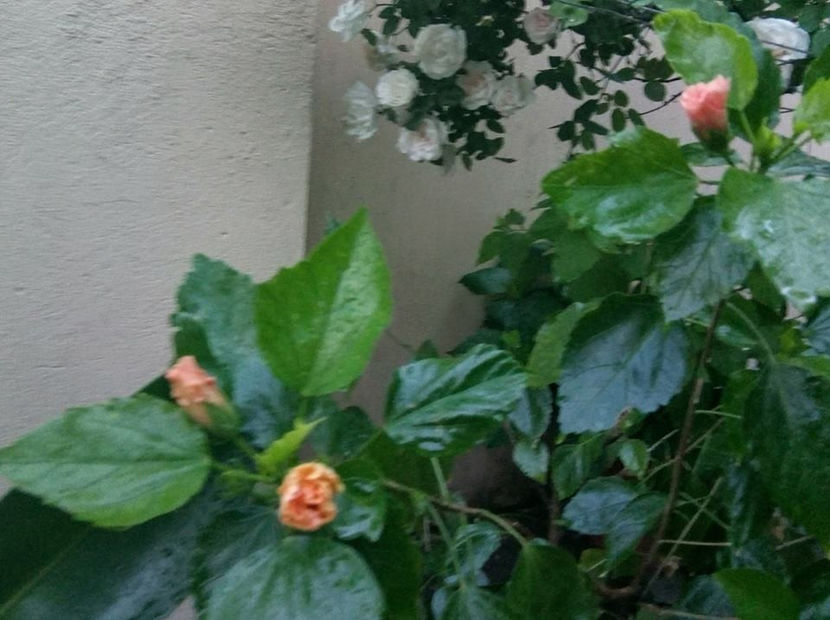  - FLORICELELE MELE - DRAGELE MELE