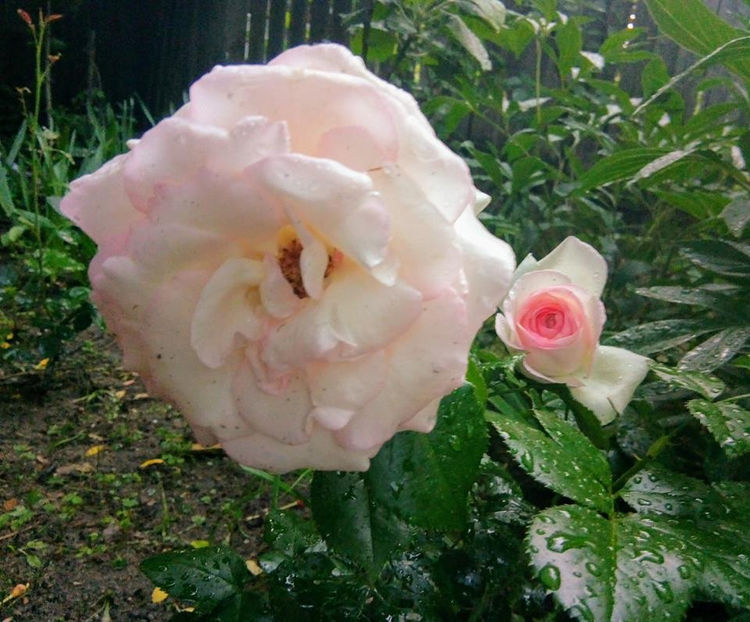  - FLORICELELE MELE - DRAGELE MELE