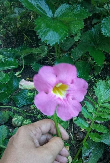  - FLORICELELE MELE - DRAGELE MELE