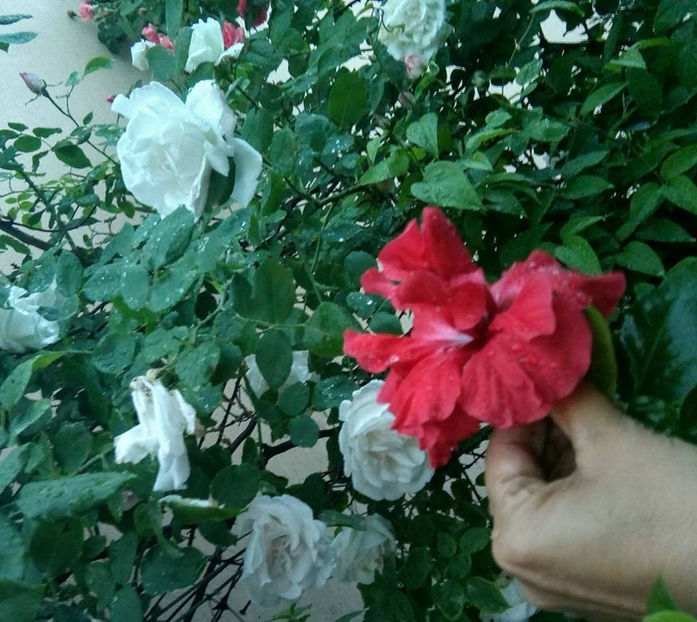  - FLORICELELE MELE - DRAGELE MELE