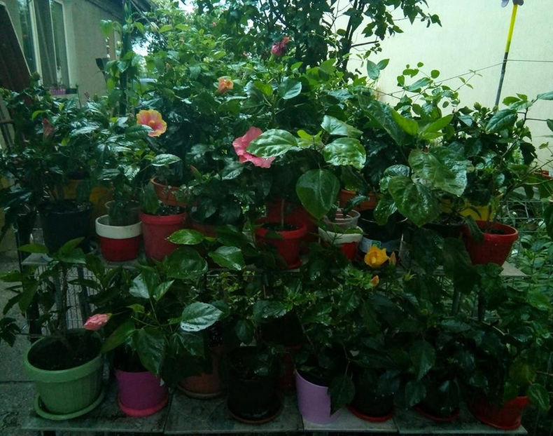  - FLORICELELE MELE - DRAGELE MELE