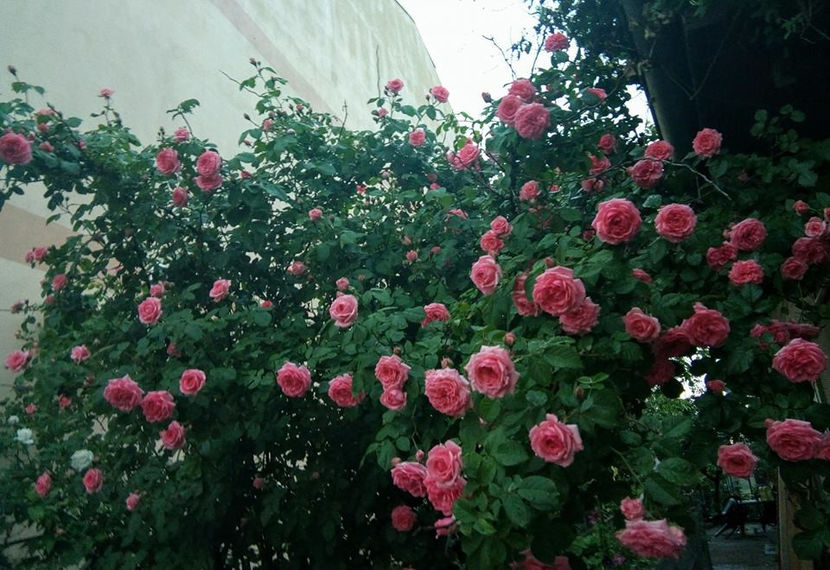  - FLORICELELE MELE - DRAGELE MELE