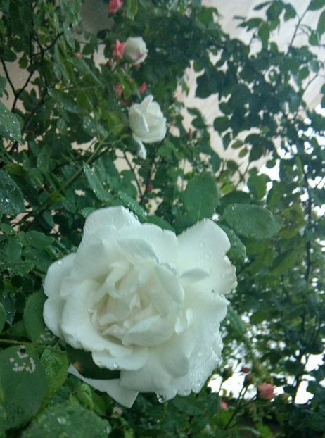  - FLORICELELE MELE - DRAGELE MELE