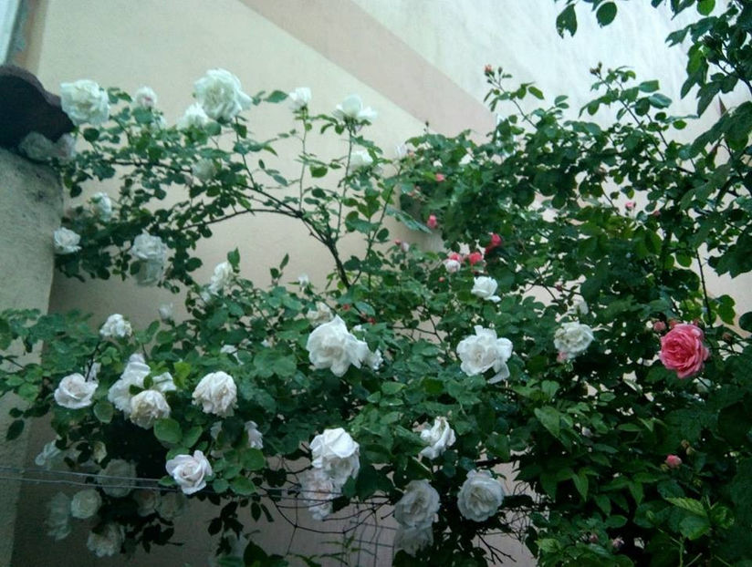  - FLORICELELE MELE - DRAGELE MELE