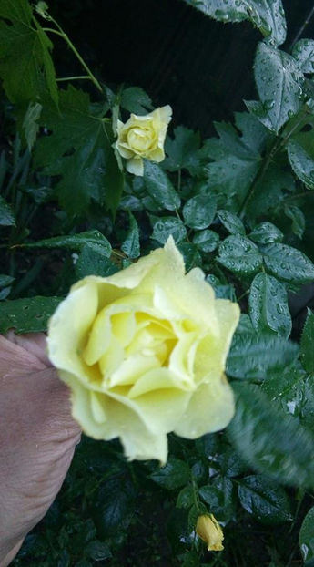  - FLORICELELE MELE - DRAGELE MELE