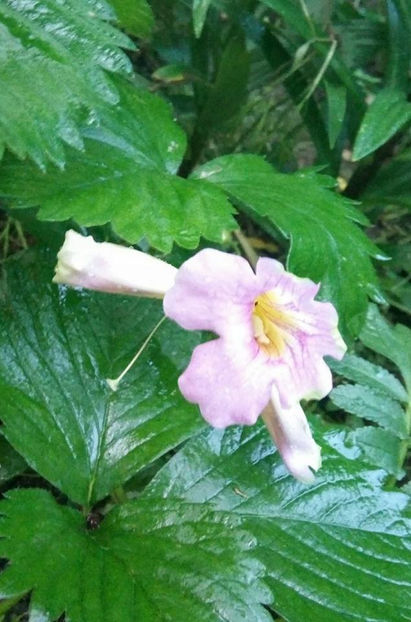 - FLORICELELE MELE - DRAGELE MELE