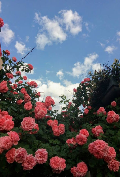  - FLORICELELE MELE - DRAGELE MELE