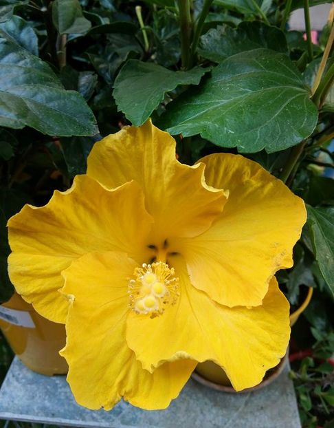  - FLORICELELE MELE - DRAGELE MELE