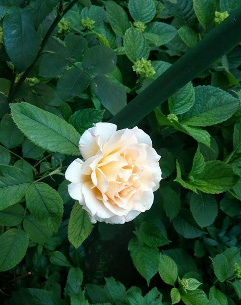  - FLORICELELE MELE - DRAGELE MELE