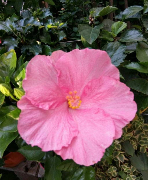  - FLORICELELE MELE - DRAGELE MELE