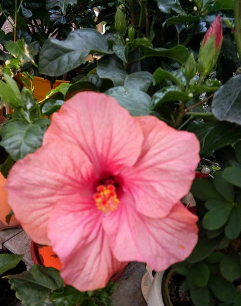  - FLORICELELE MELE - DRAGELE MELE