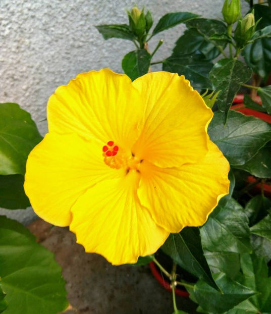  - FLORICELELE MELE - DRAGELE MELE