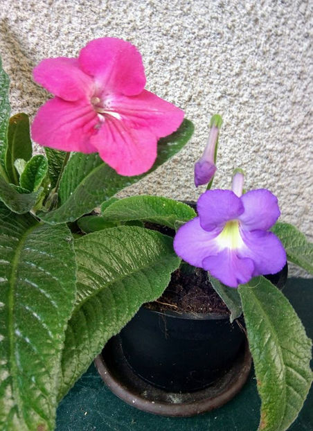  - FLORICELELE MELE - DRAGELE MELE