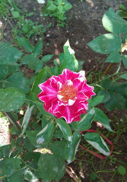  - FLORICELELE MELE - DRAGELE MELE