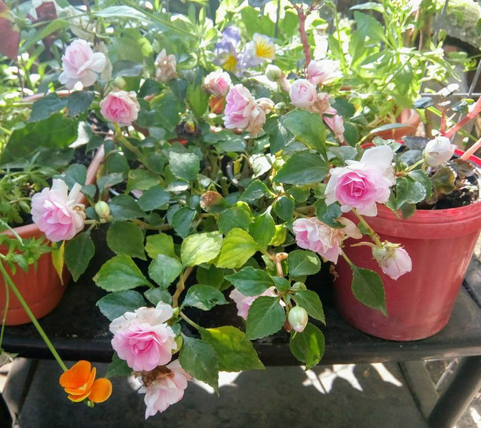  - FLORICELELE MELE - DRAGELE MELE