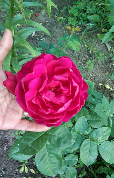  - FLORICELELE MELE - DRAGELE MELE