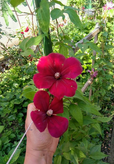  - FLORICELELE MELE - DRAGELE MELE
