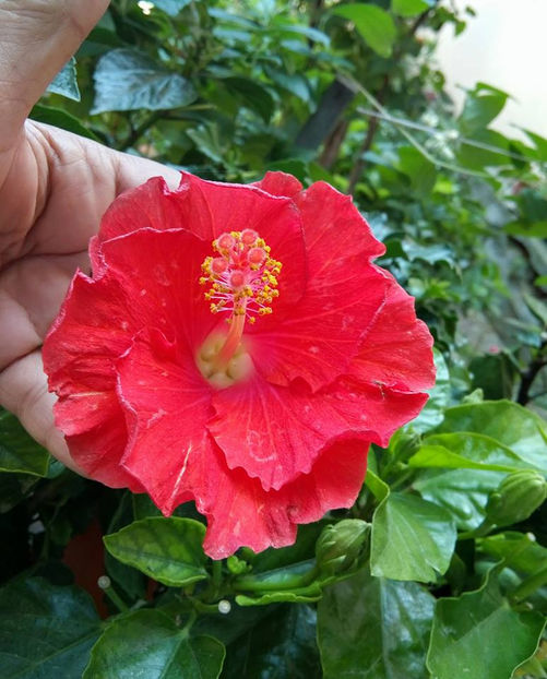  - FLORICELELE MELE - DRAGELE MELE