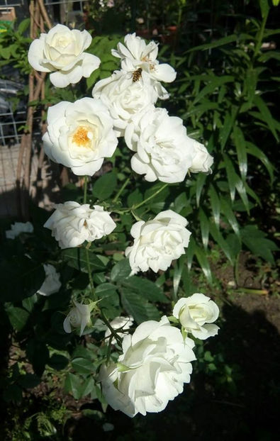 - FLORICELELE MELE - DRAGELE MELE