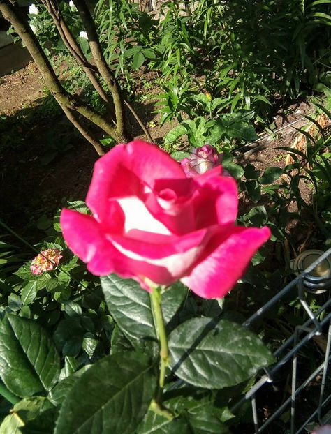  - FLORICELELE MELE - DRAGELE MELE