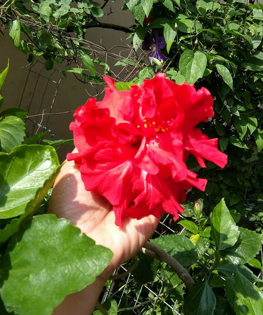  - FLORICELELE MELE - DRAGELE MELE