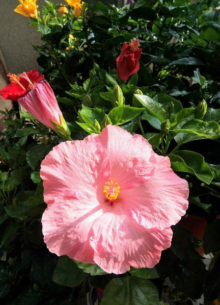 - FLORICELELE MELE - DRAGELE MELE