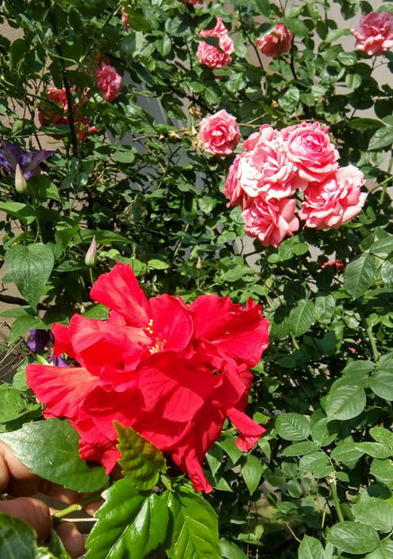 - FLORICELELE MELE - DRAGELE MELE
