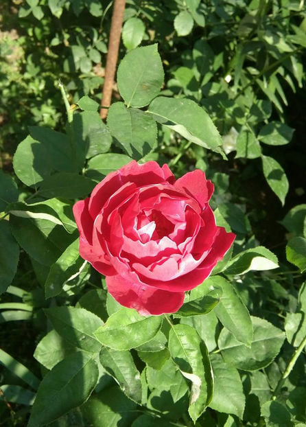  - FLORICELELE MELE - DRAGELE MELE