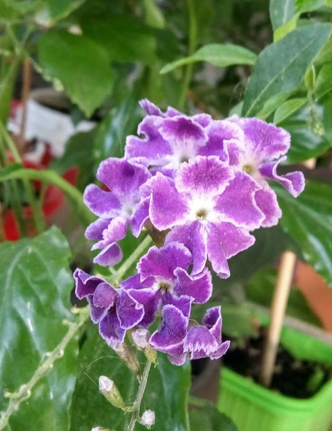  - FLORICELELE MELE - DRAGELE MELE