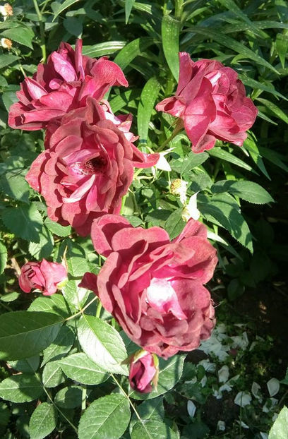  - FLORICELELE MELE - DRAGELE MELE