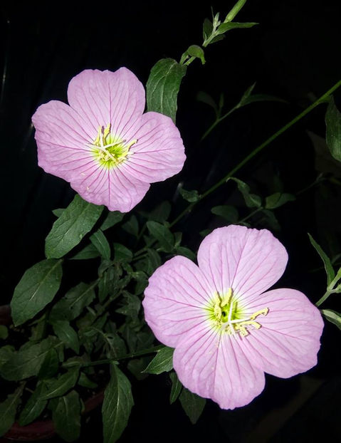  - FLORICELELE MELE - DRAGELE MELE