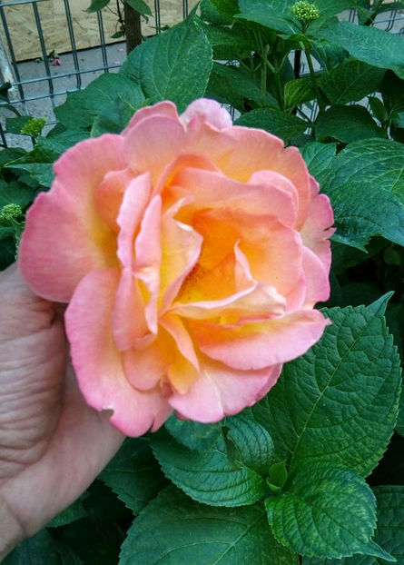  - FLORICELELE MELE - DRAGELE MELE