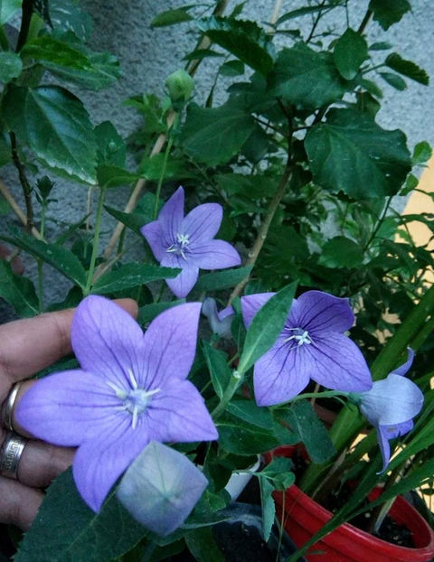  - FLORICELELE MELE - DRAGELE MELE