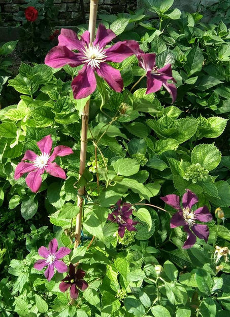 clematita - FLORICELELE MELE - DRAGELE MELE
