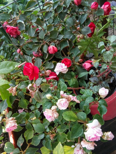 Impatiens.1 - FLORICELELE MELE - DRAGELE MELE