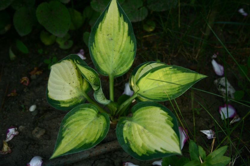 Orange Marmalade - gradina 2018