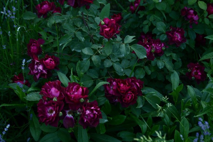 Crdinal Hume - gradina 2018