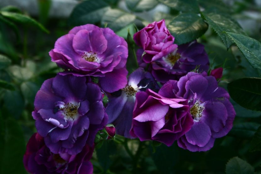 Rhapsody in Blue - gradina 2018