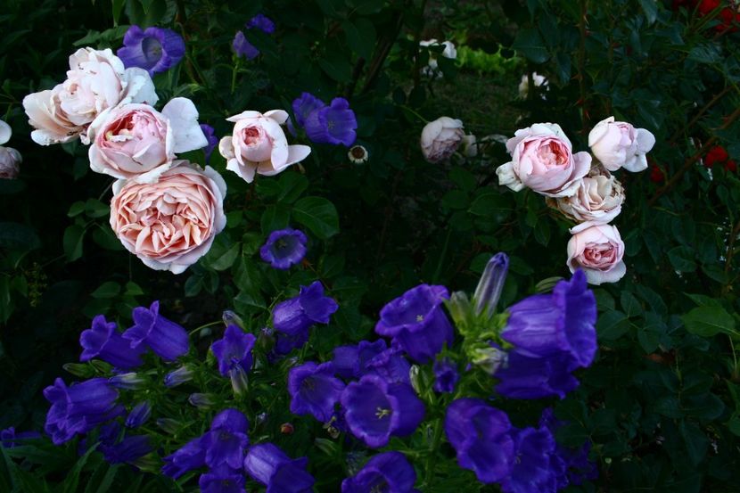 Abraham Darby - gradina 2018