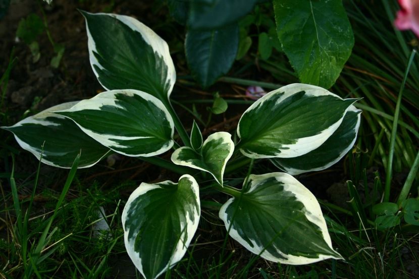 Hosta Patriot - gradina 2018