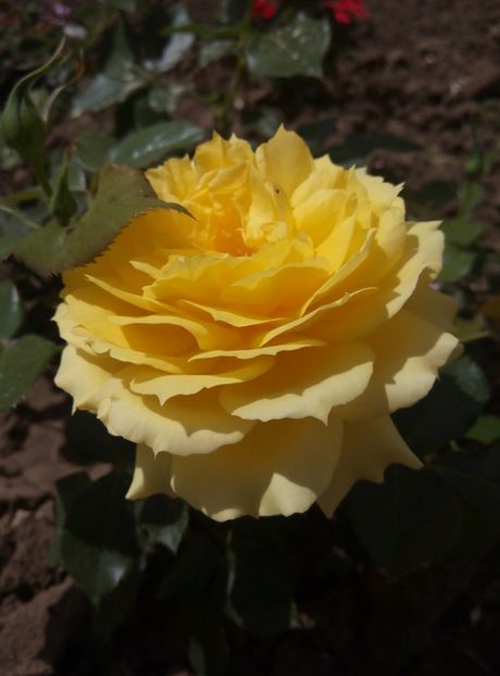 2018-30 mai - China girl