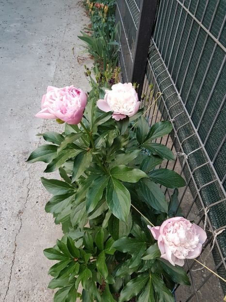  - BUJORI