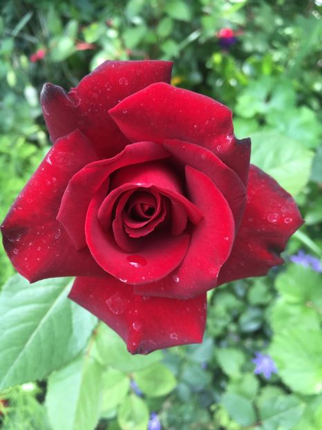 Schwartz Madona - Trandafiri 2018